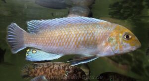 Labeotropheus trewavasae 'Ndumbi'